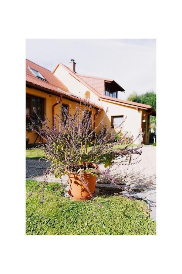 Apartmany U Kaplicky Kamyk nad Vltavou 外观 照片